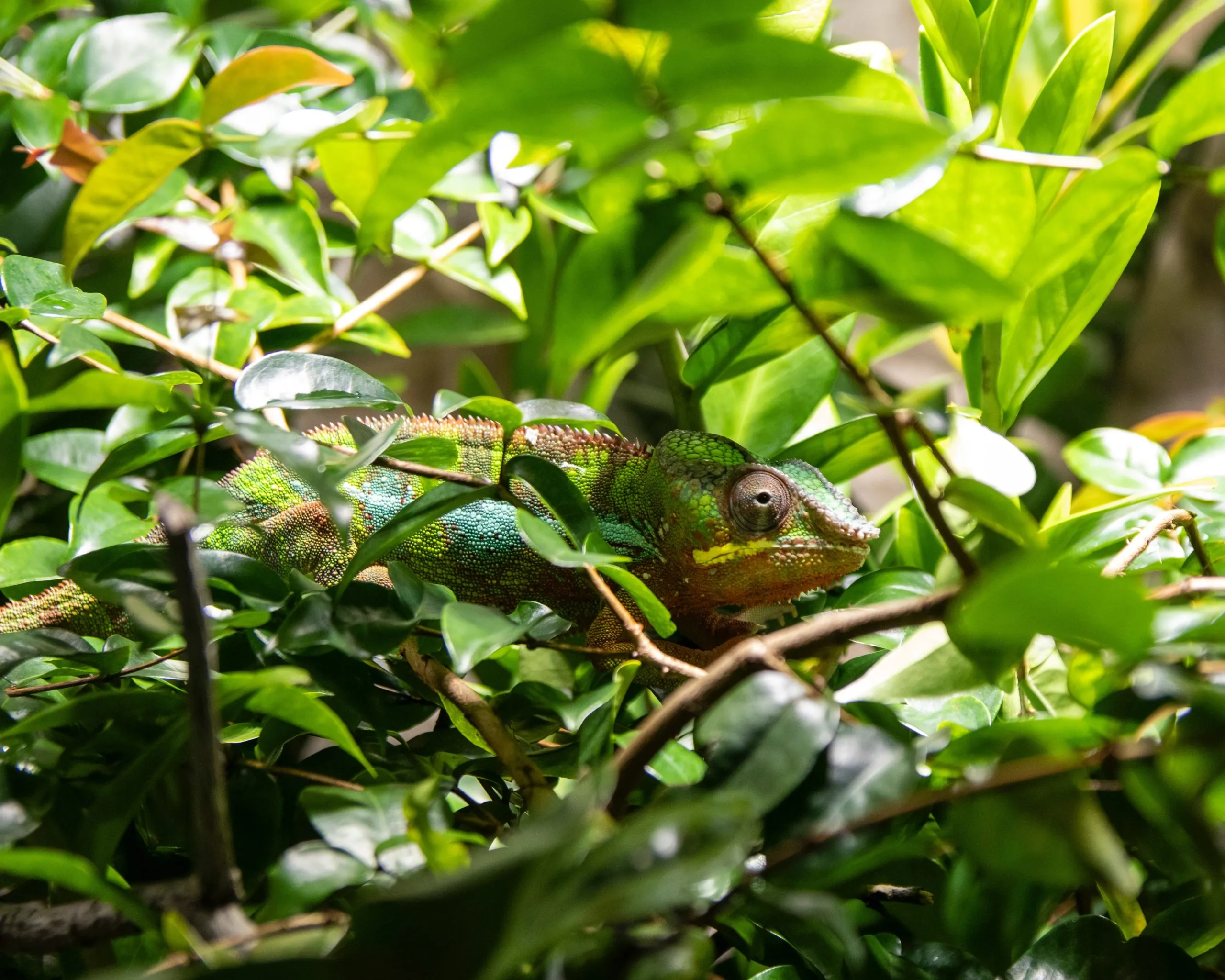 Caméléon vert et orangé à demi caché dans un feuillage